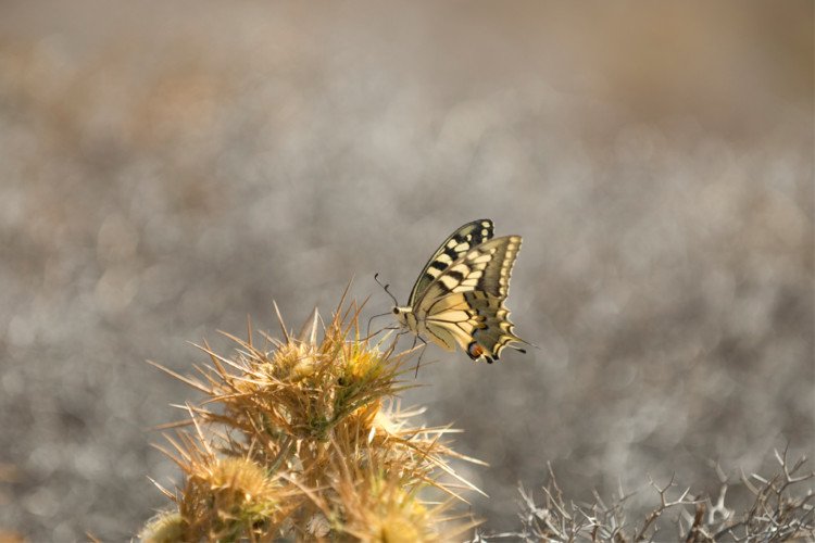 Delicate Butterfly