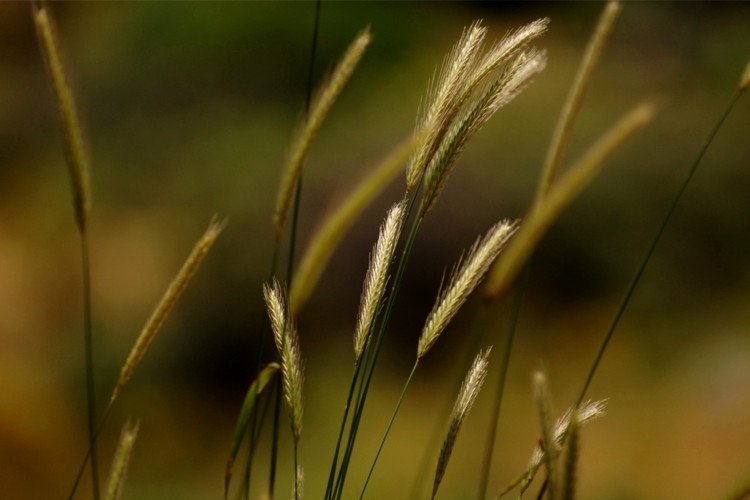 Gold Sheaves