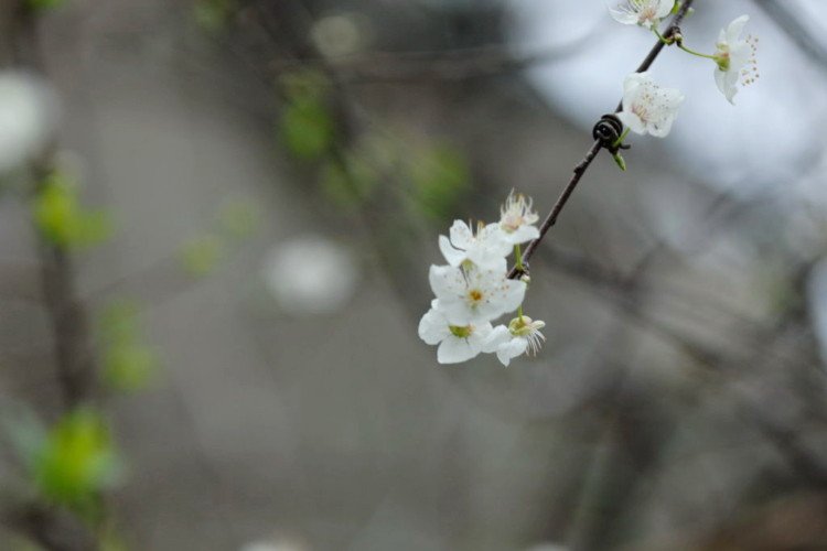 Almond Tree