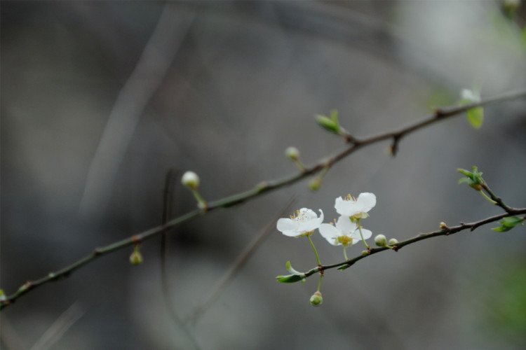 Grey Almonds