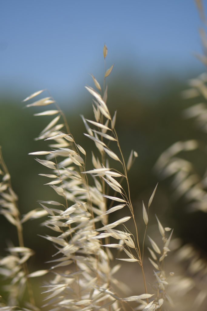 Blonde Grass